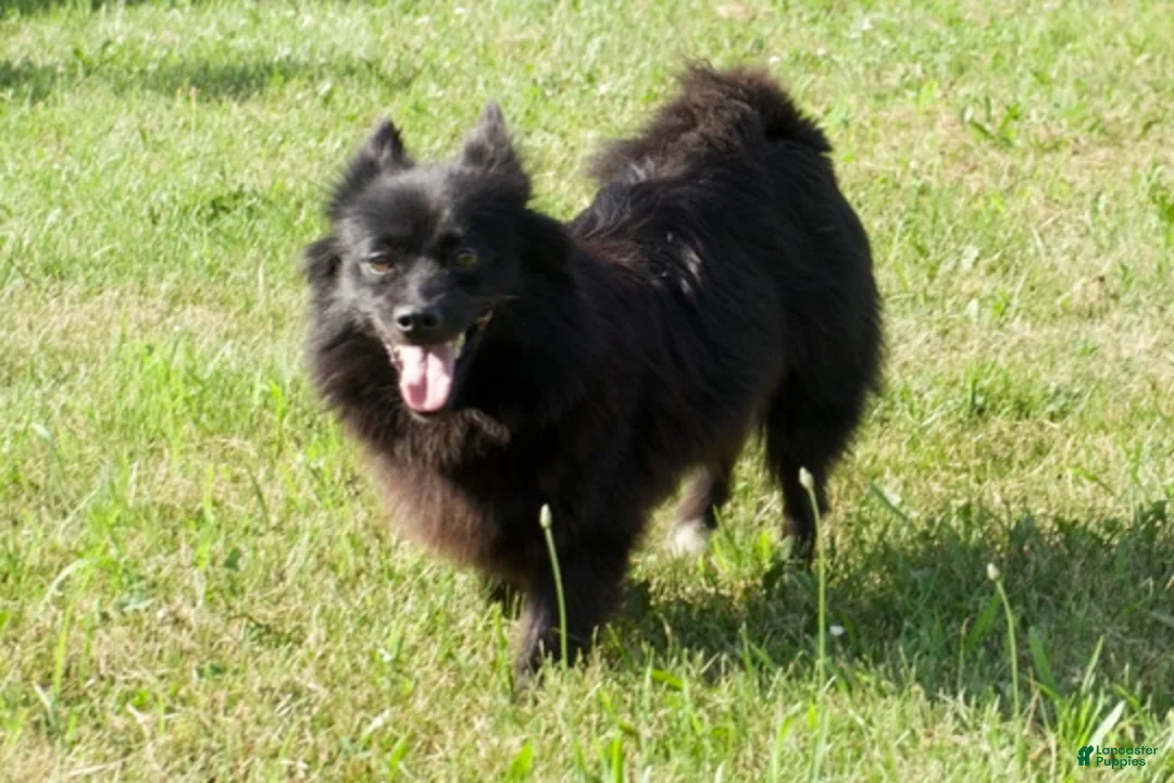 Mixed Breed dogs for sale: Lyra - Ad 5