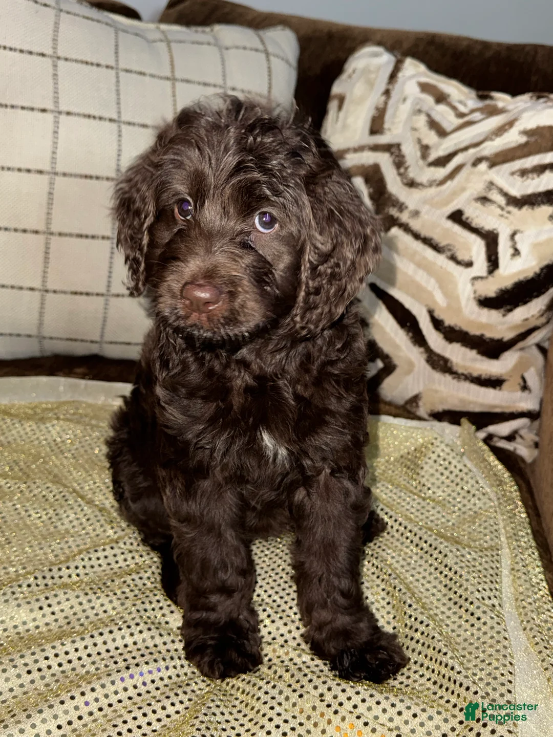 Labradoodle dogs for sale: Latte  - Ad 2