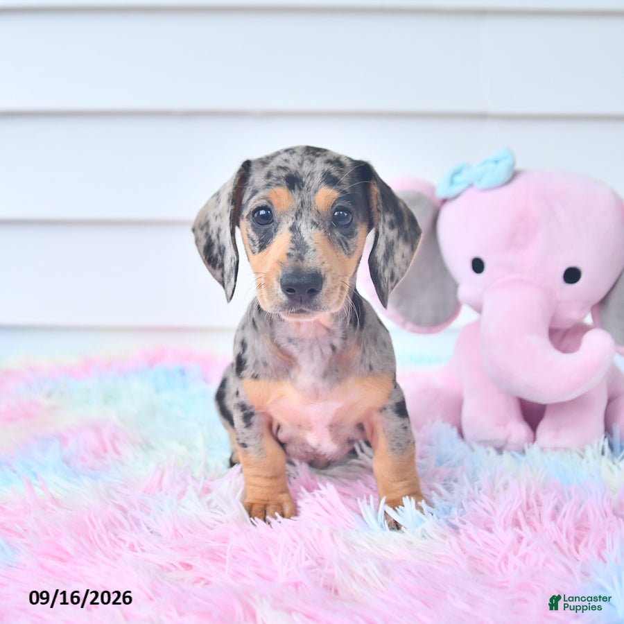 Miniature Dachshund dogs Indigo - Ad 2