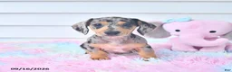 Miniature Dachshund dogs for sale: Indigo - Ad 2