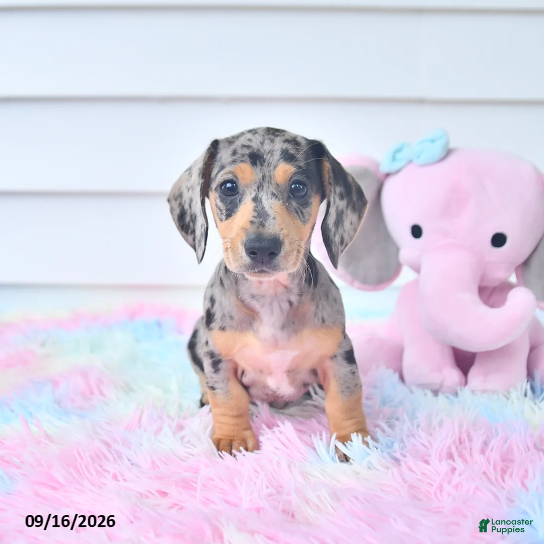 Miniature Dachshund dogs for sale: Indigo - Ad 2