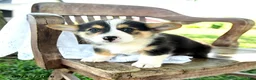 Welsh Corgi Pembroke dogs for sale: Renelle - Ad 4