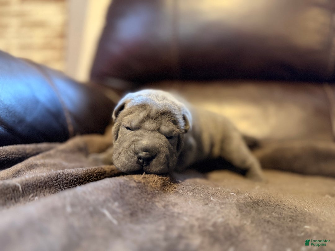 Shar Pei dogs for sale: Boo - Ad 5