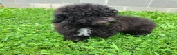 Bichpoo dogs for sale: Princess  - Ad 1