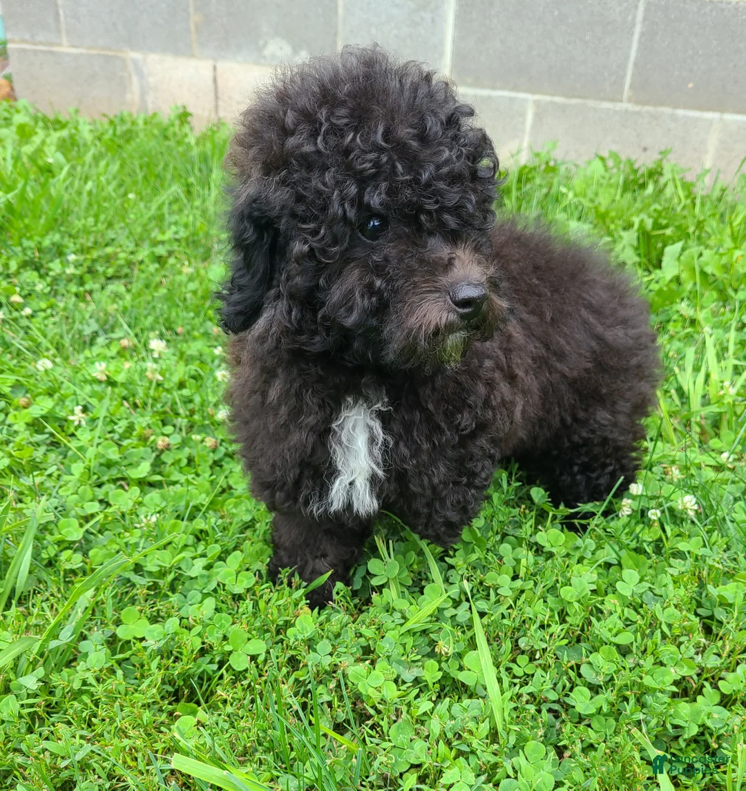 Bichpoo dogs for sale: Princess  - Ad 1