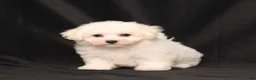 Bichon Frise dogs for sale: Missy - Ad 3