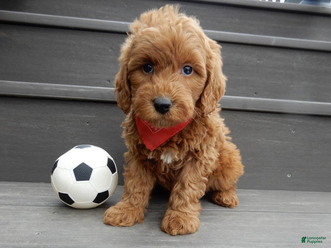 Mini Goldendoodle dogs for sale: Evan - Ad 1