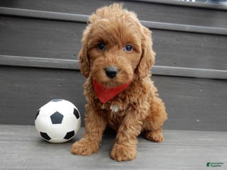 Mini Goldendoodle dogs Evan - Ad 5