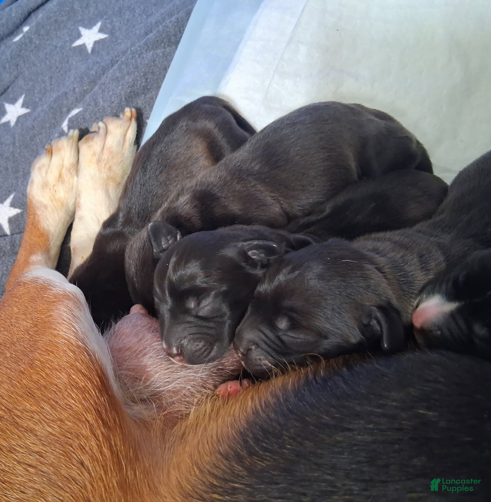 Beagle dogs for sale: Beagle 2 - Ad 20