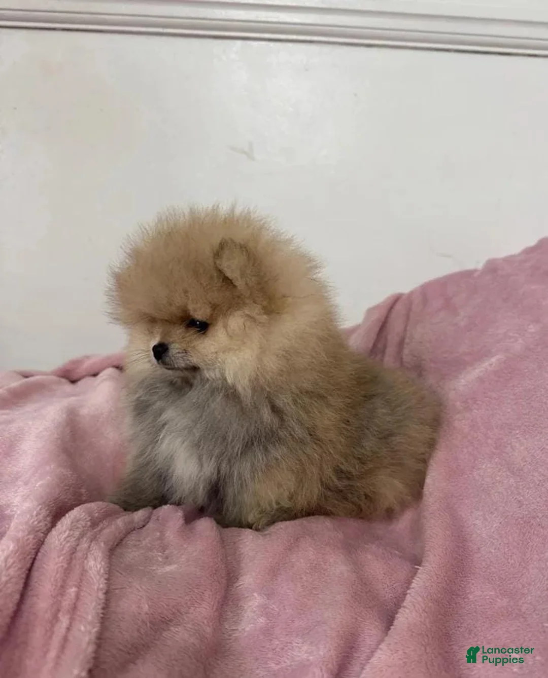 Pomeranian dogs for sale: Maya - Ad 20