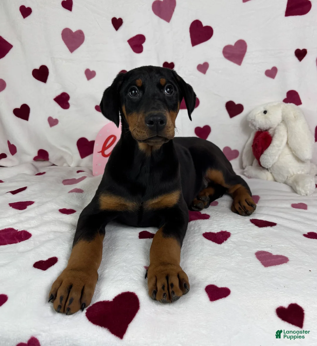 Doberman Pinscher dogs for sale: Dixie - Ad 4
