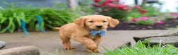 Golden Retriever dogs for sale: Beaver - Ad 5