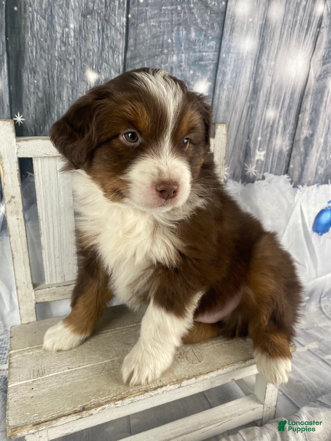 Australian Shepherd dogs for sale: Boone - Ad 4