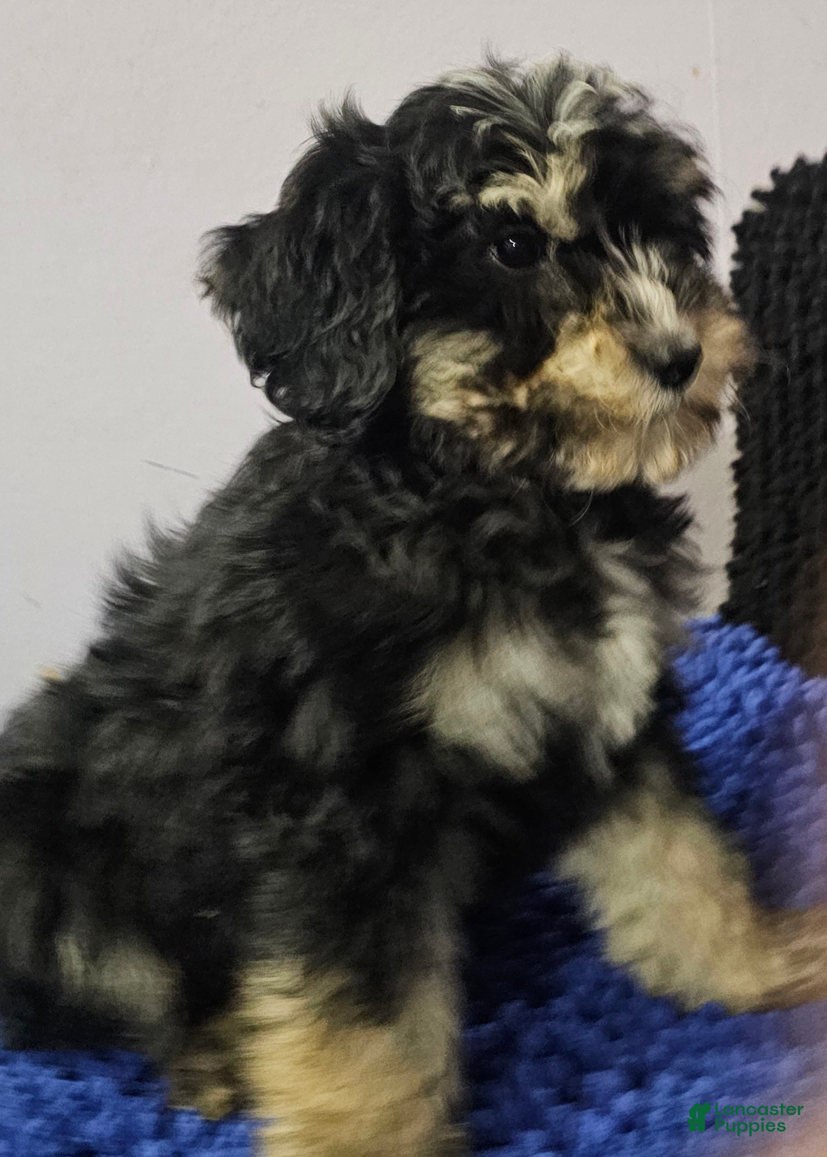Sheepadoodle dogs Black and tan boy Sheepadoodle  - Ad 22
