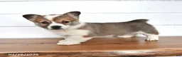 Welsh Corgi Pembroke dogs for sale: Graham - Ad 3