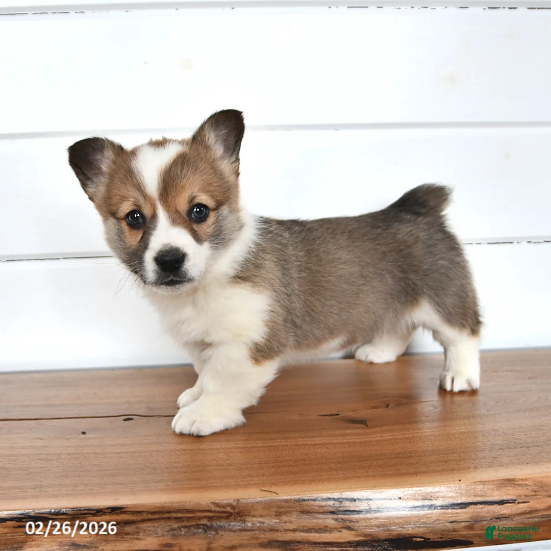 Welsh Corgi Pembroke dogs for sale: Graham - Ad 3
