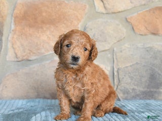 Mini Goldendoodle dogs - Ad 40
