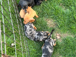 Miniature Dachshund dogs - Ad 31