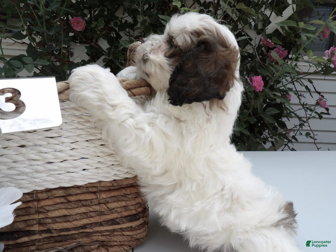 Gallery Image {{count}}