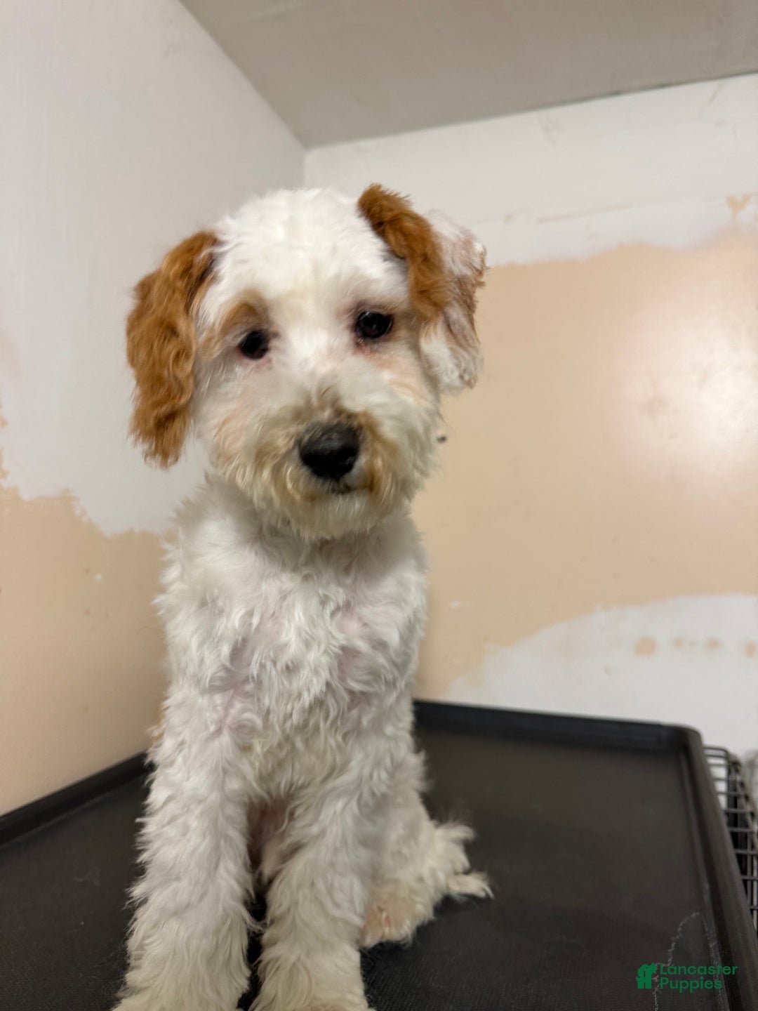 Mini Goldendoodle dogs for sale: Mini Goldendoodle Puppy 1 - Ad 1