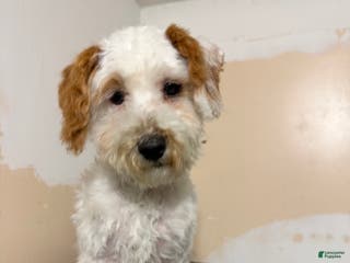 Mini Goldendoodle dogs Mini Goldendoodle Puppy 1 - Ad 21