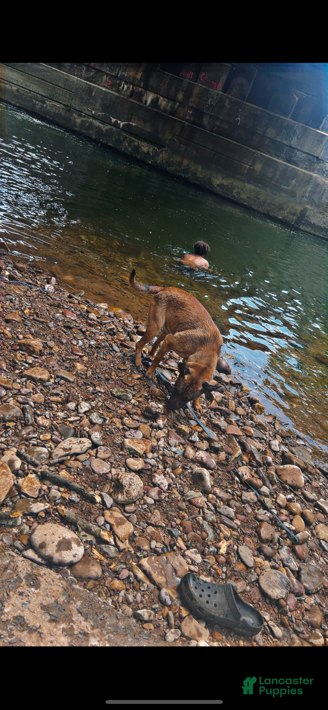 Mixed Breed dogs for sale: Boy 1 - Ad 12