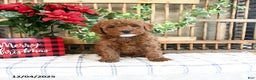 Mini Goldendoodle dogs for sale: Fawn  - Ad 4
