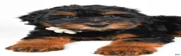 Mini Aussiedoodle dogs for sale: Sadie - Ad 6