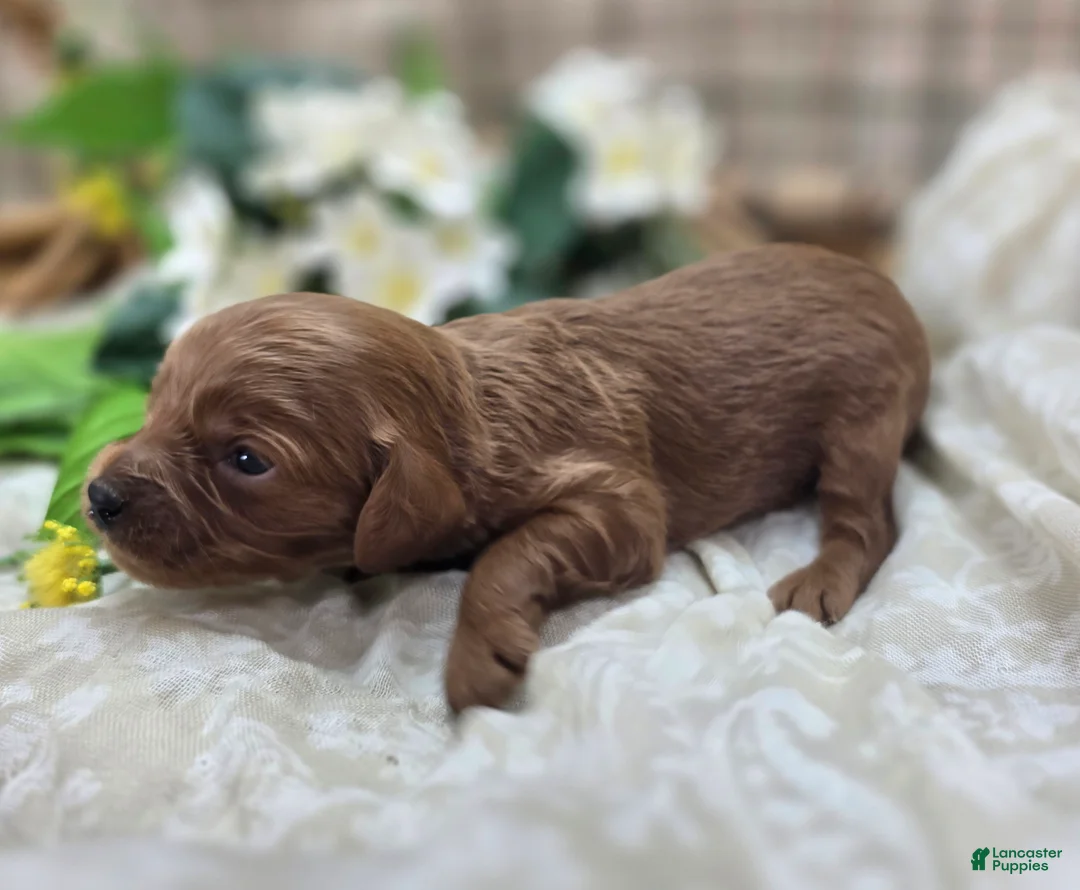 Cavapoo dogs for sale: Honeybee - Ad 2
