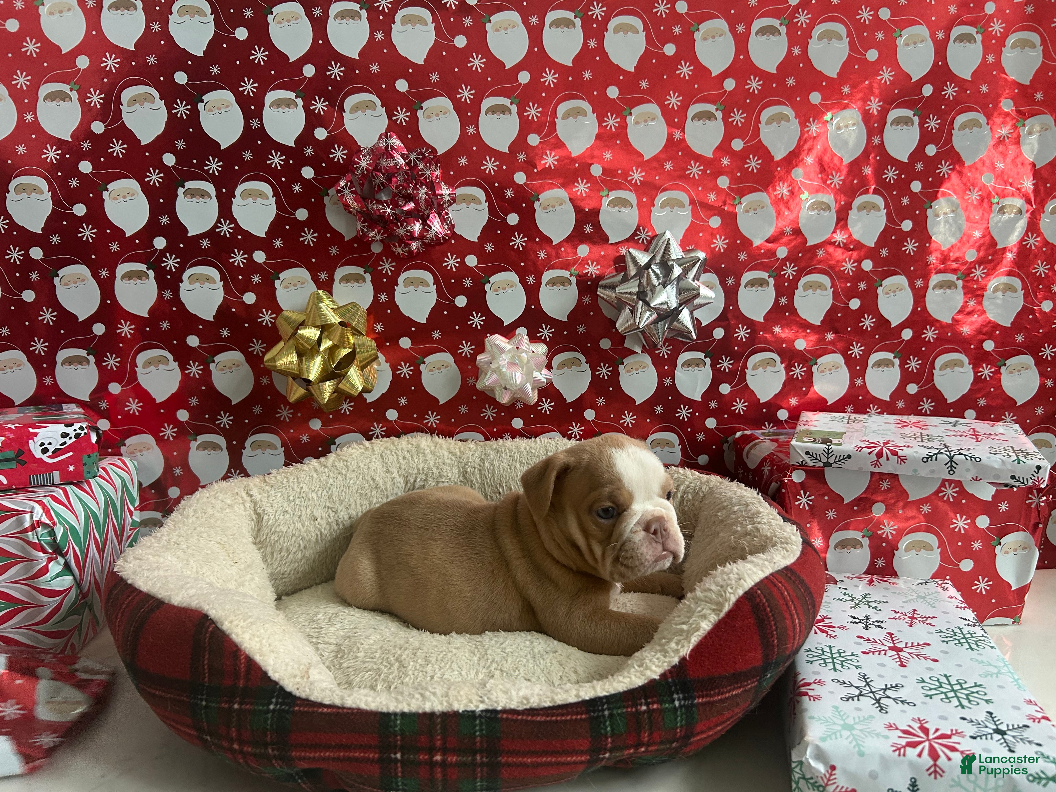 English Bulldog dogs Hank - Ad 29