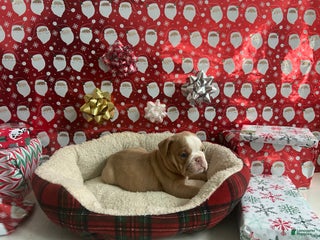 English Bulldog dogs Hank - Ad 22