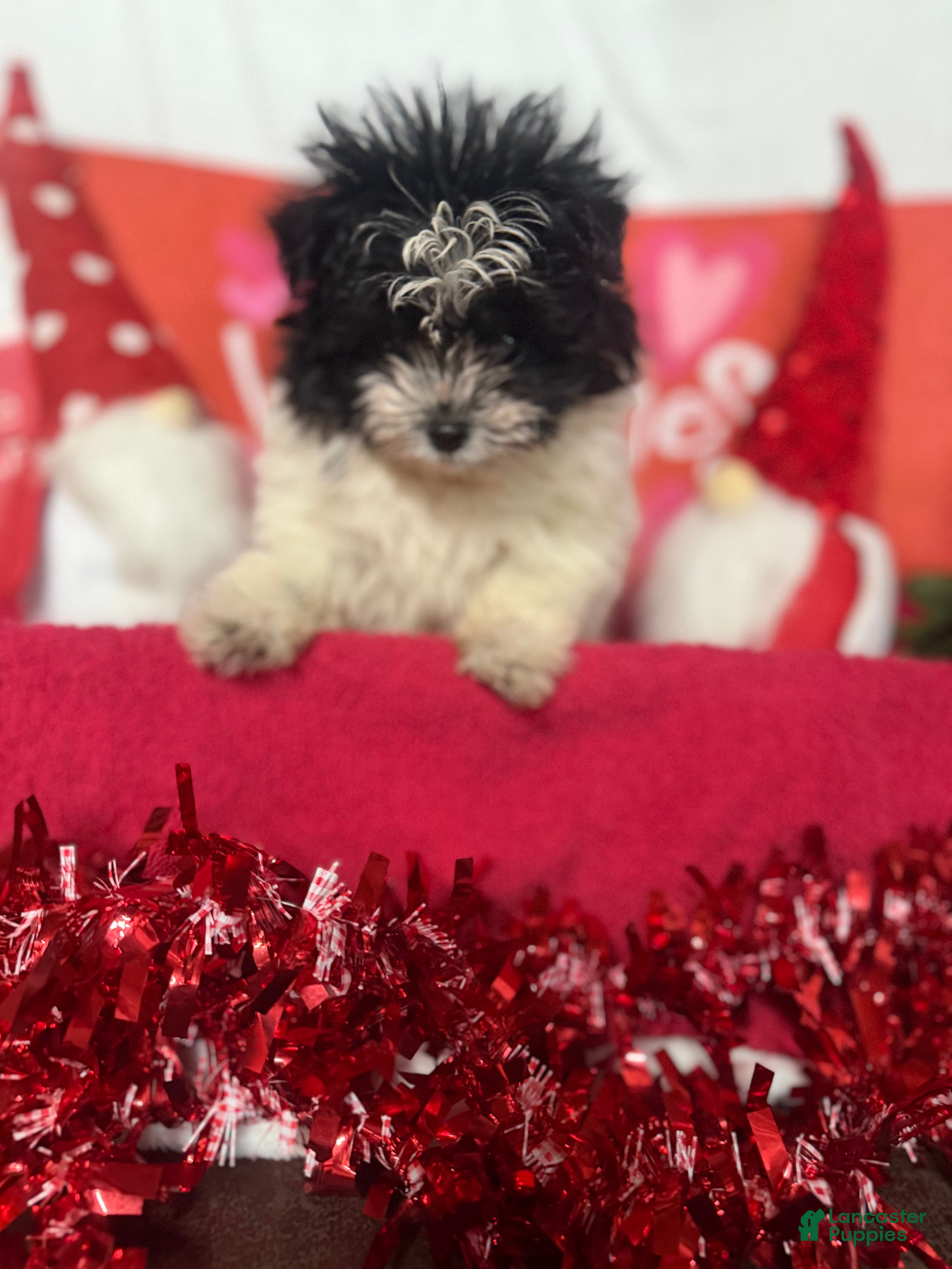 Pomapoo dogs Pomapoo Puppy 1 - Ad 3