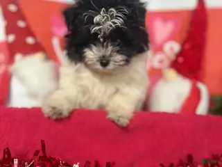 Pomapoo dogs Pomapoo Puppy 1 - Ad 3