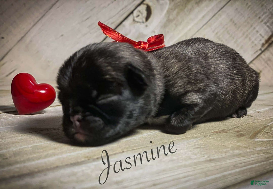 Pug dogs for sale: Jasmine - Ad 1