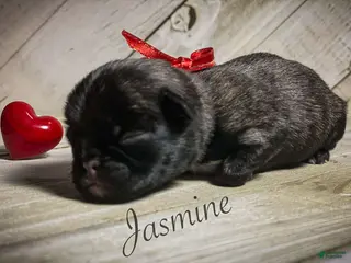 Pug dogs Jasmine - Ad 32