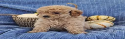 Mixed Breed dogs for sale: Snickers  - Ad 7