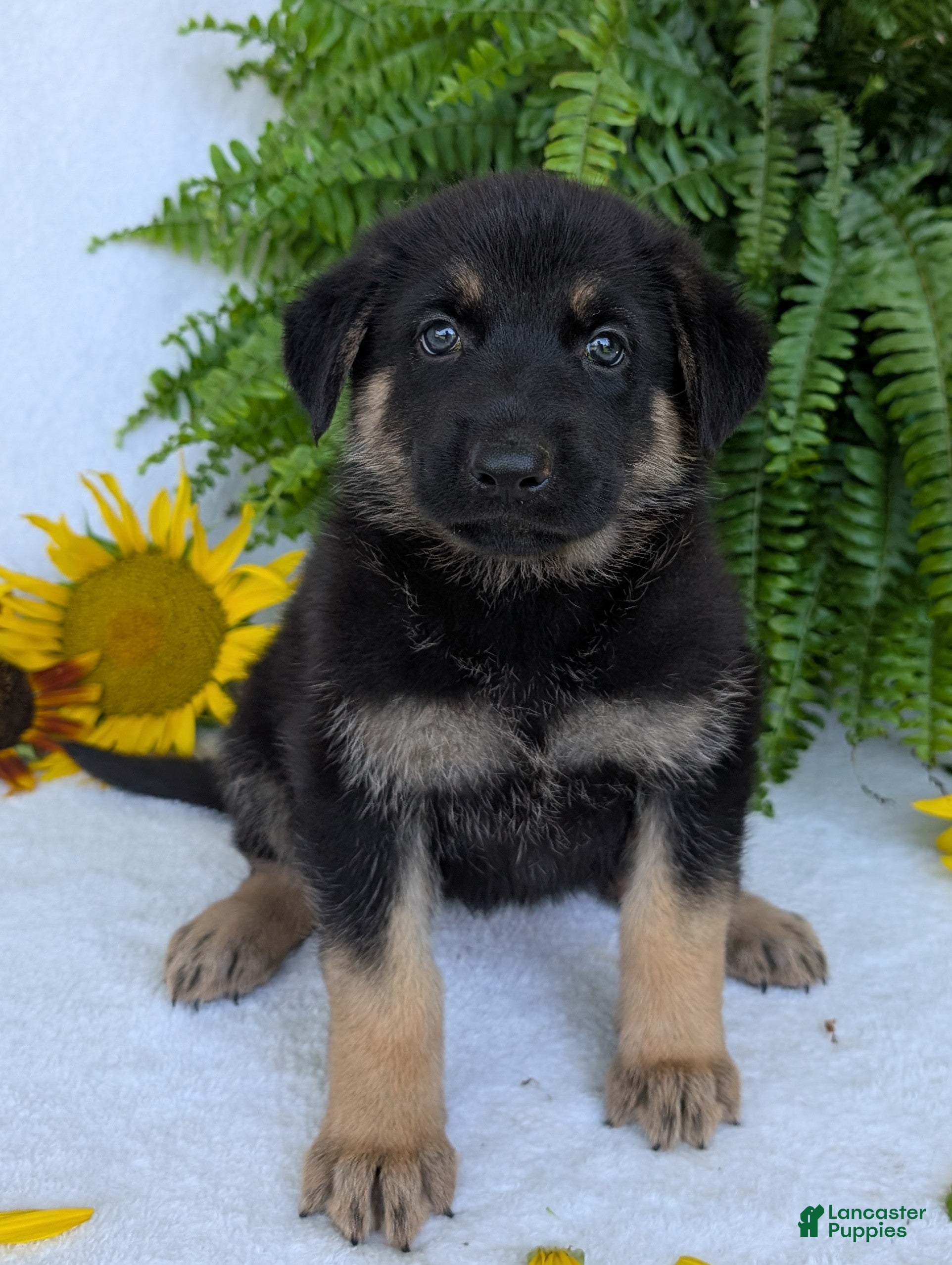 German Shepherd dogs Sky  - Ad 2