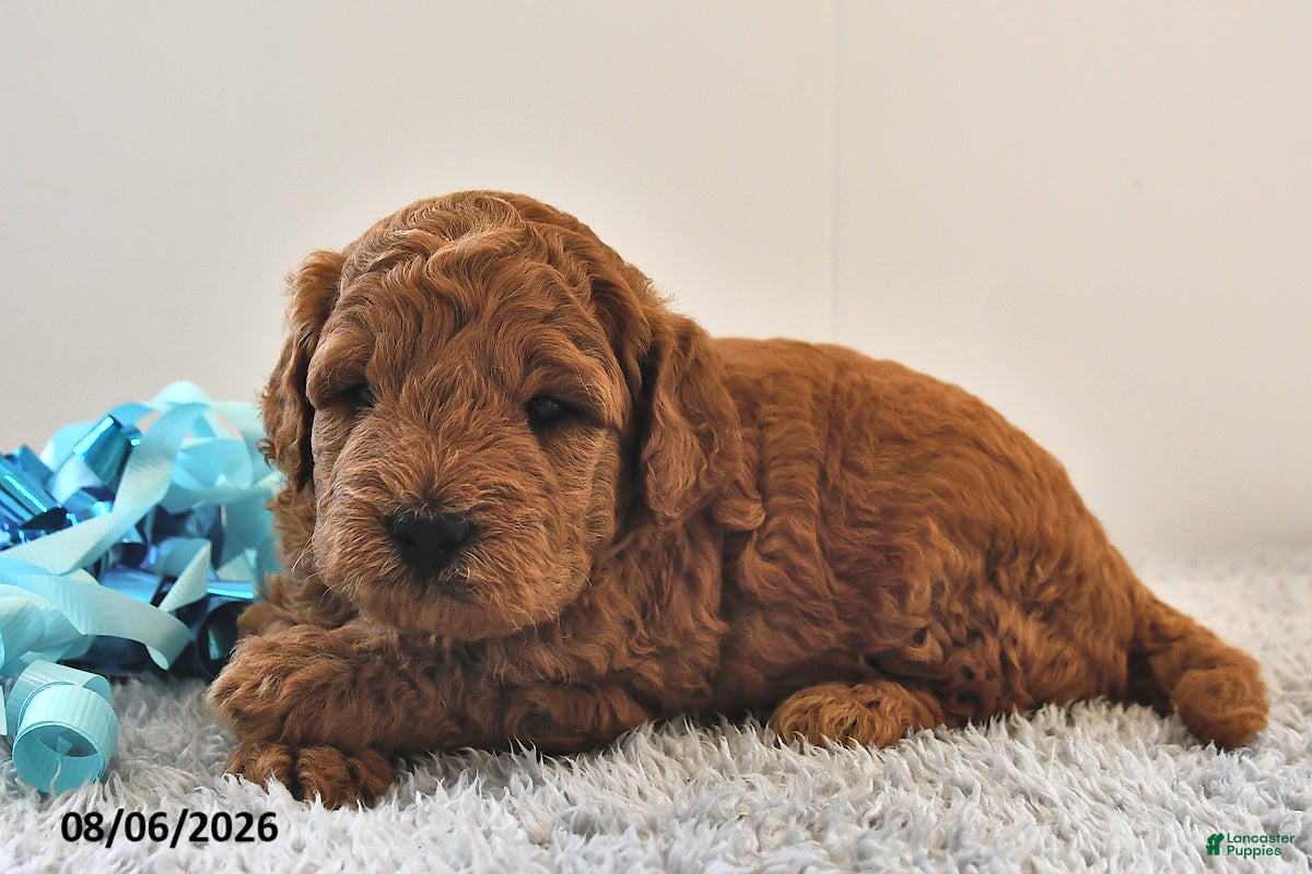 Mini Goldendoodle dogs Penny - Ad 1