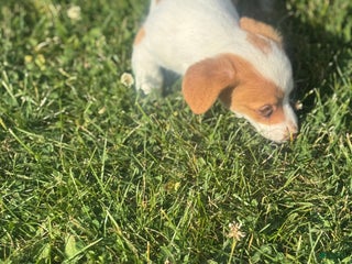 Jack Russell Terrier dogs - Ad 38