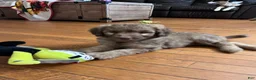 Aussiedoodle dogs for sale: Aussiedoodle 4 - Ad 3