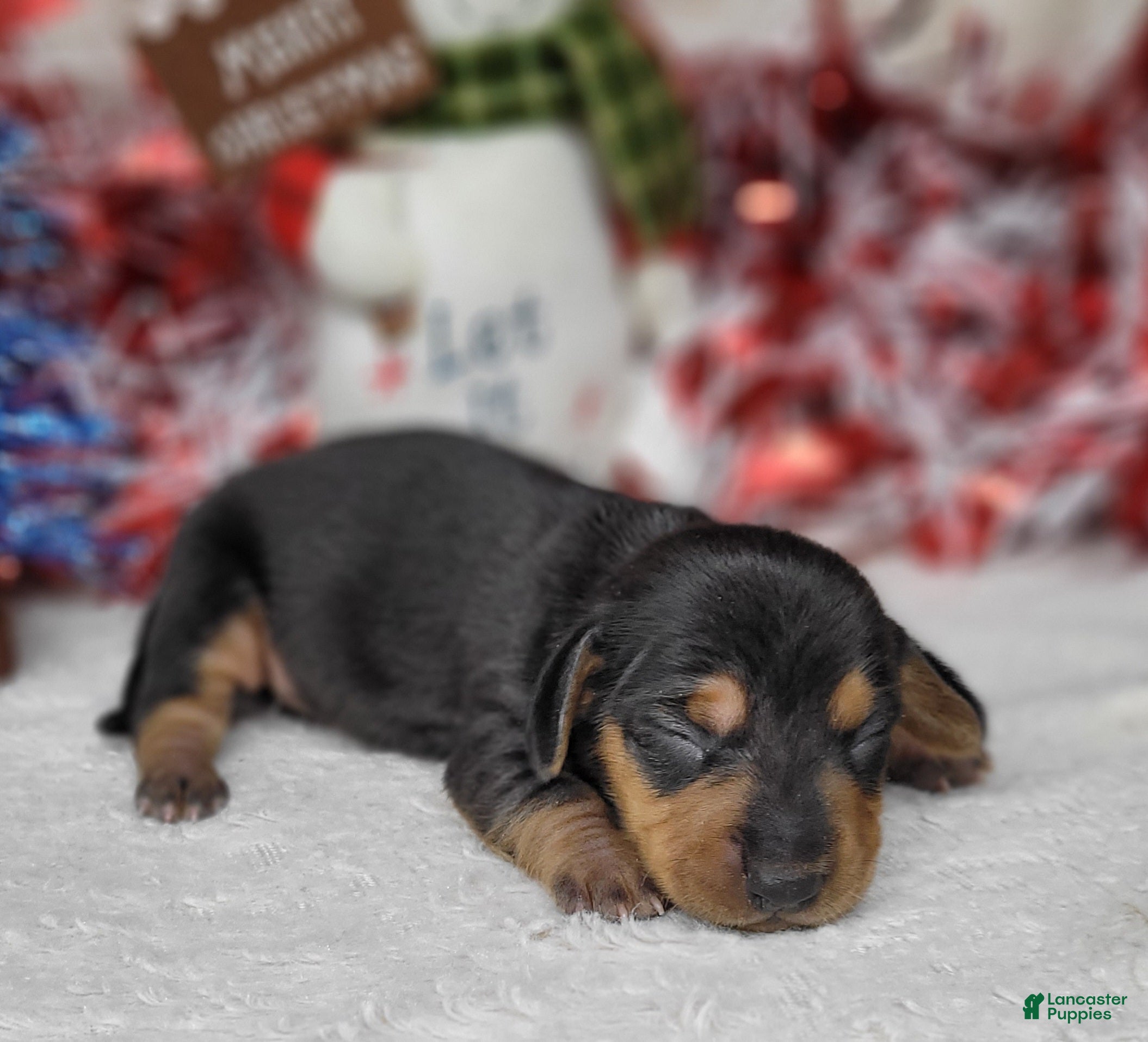 Miniature Dachshund dogs AKC Zeus - Ad 4