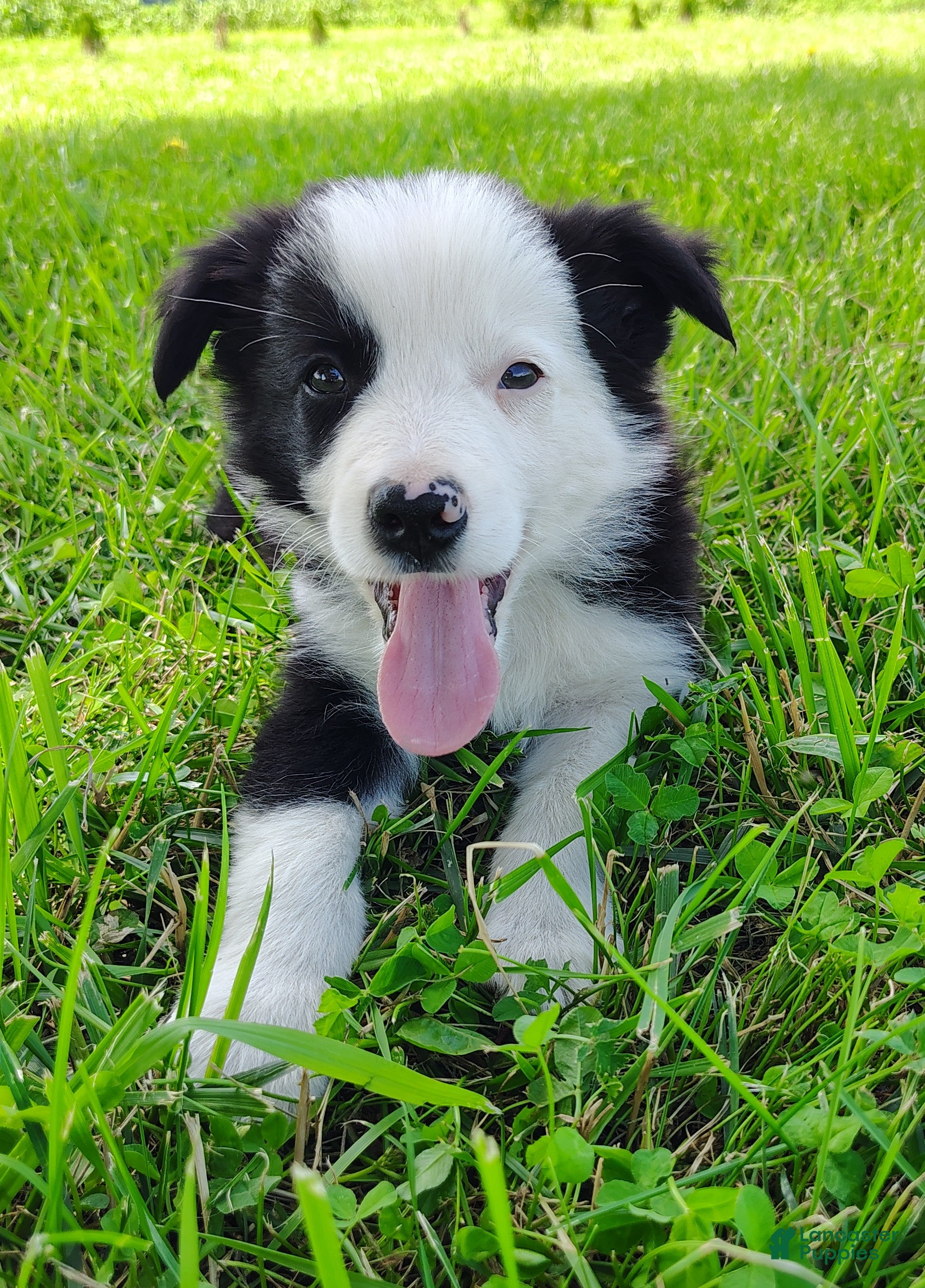 Border Collie dogs Skipper  - Ad 2