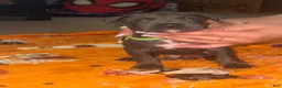American Bully dogs for sale: American Bully 4 - Ad 10