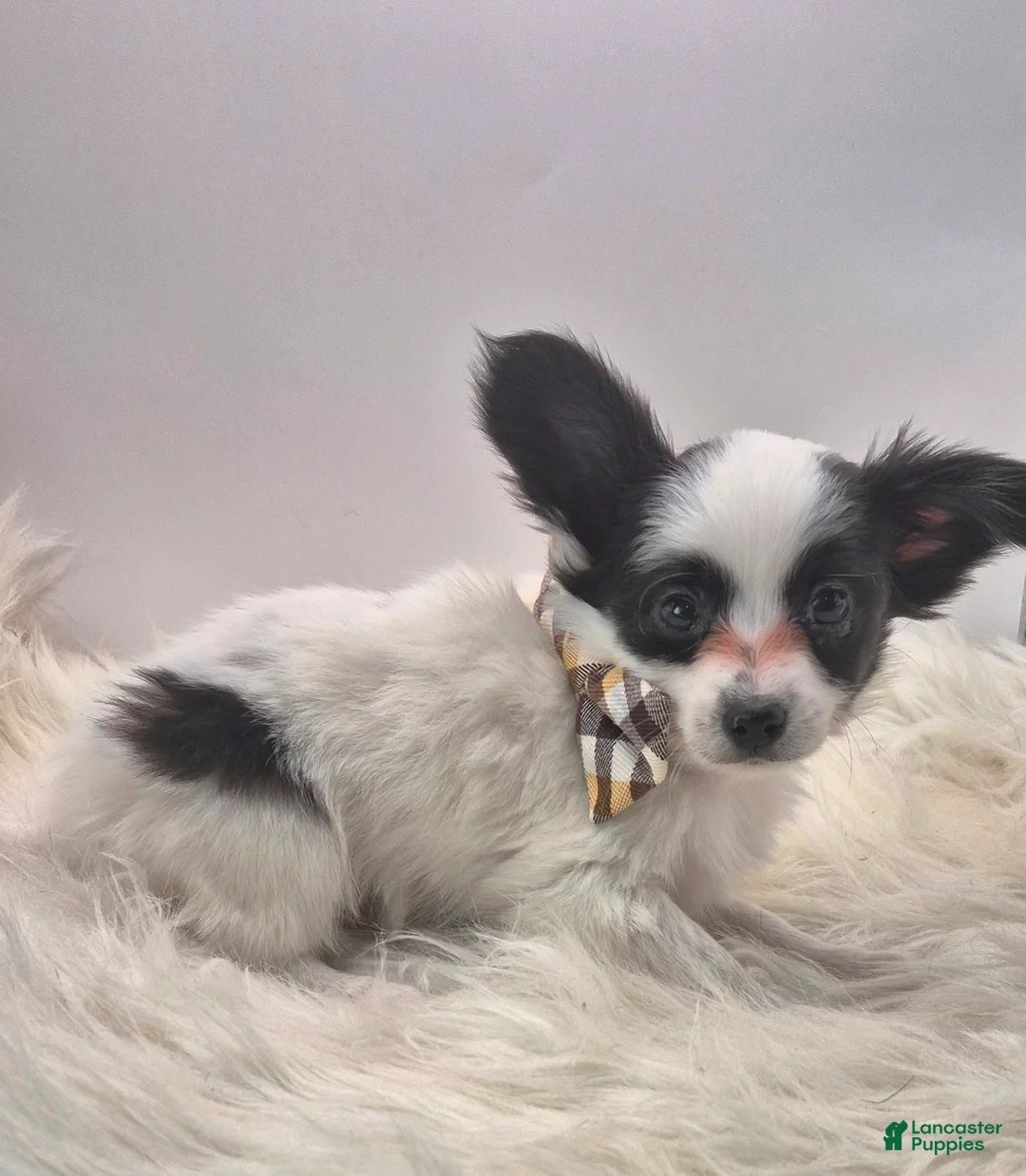 Papillon dogs for sale: Orange boy(Snoopy) - Ad 4