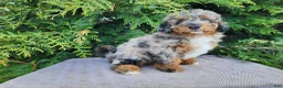 Mini Bernedoodle dogs for sale: Lettie - Ad 4