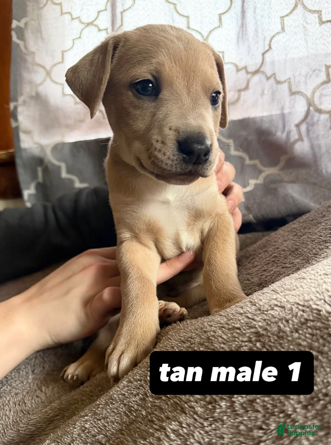 Mixed Breed dogs for sale: Puppy 6 - Ad 1