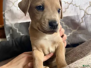 Mixed Breed dogs Puppy 6 - Ad 32