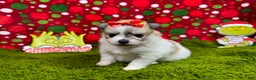 Pomeranian dogs for sale: Pomeranian Puppy 1 - Ad 1