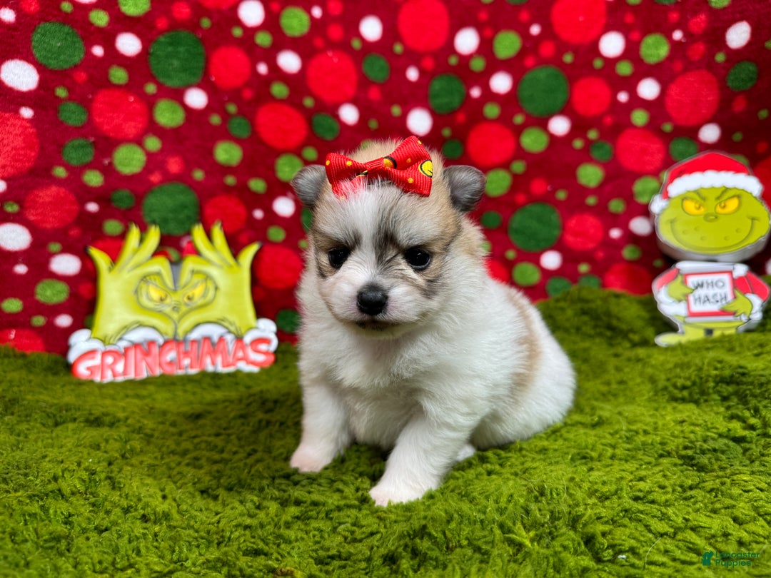 Pomeranian dogs for sale: Pomeranian Puppy 1 - Ad 1