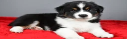 Miniature Australian Shepherd dogs for sale: Alex - Ad 11